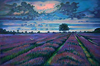 Owl Light - fields of lavender at sunset with hunting owl
