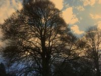 Dorset - bare branches of an oak tree